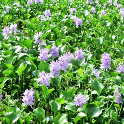 Water hyacinth, Lotus Seeds, 10pcs/pack – GreenSeedGarden