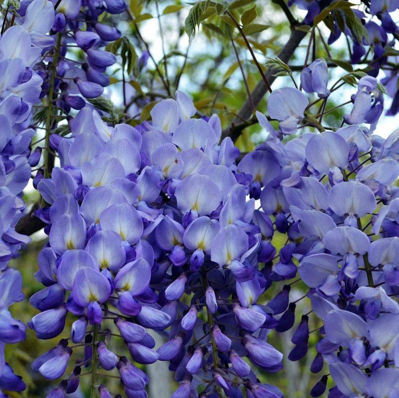 Rare Blue Wisteria Tree Seeds, 10pcs/pack GreenSeedGarden