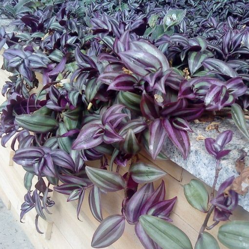 Zebrina Pendula Schnizl Seeds, Tradescantia Zebrina, 100pcs Pack 