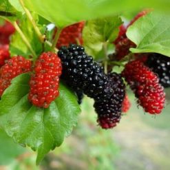 Mulberry Fruit Tree Seeds, Blackberry Fruit Tree seeds, 200pcs/pack - GreenSeedGarden