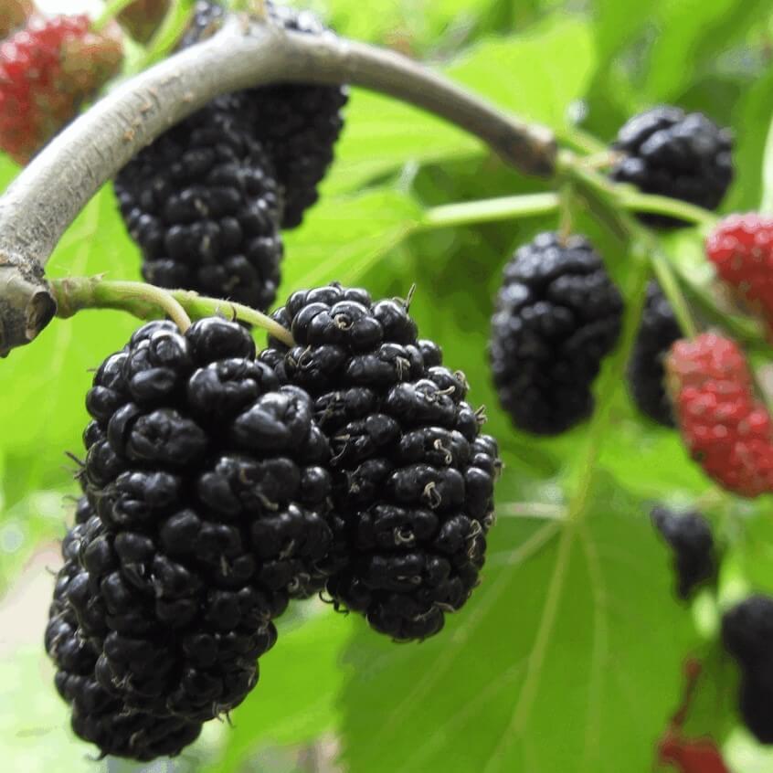 Mulberry Fruit Tree Seeds, Blackberry Fruit Tree seeds, 200pcs/pack ...