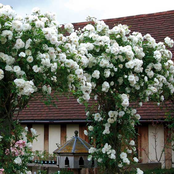 100Pcs Perennial Climbing Rose Seeds Fragrant Flower Home Garden Decor 4 Colors 