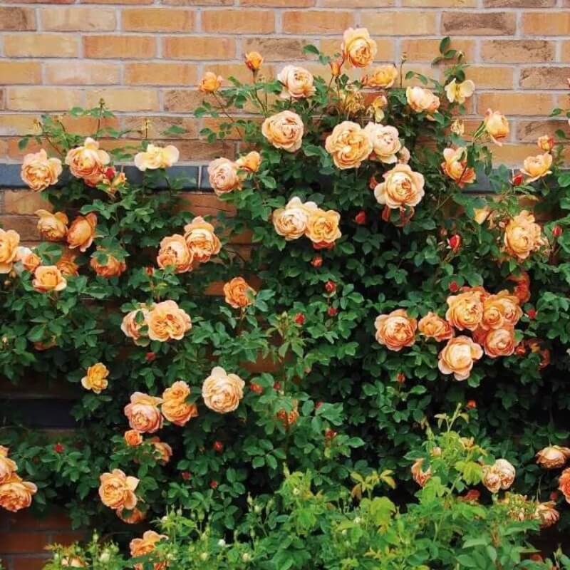 100 Pcs Climbing Rose Outdoor Potted Bonsai Plants Rose seeds Rosa Perennial Flo