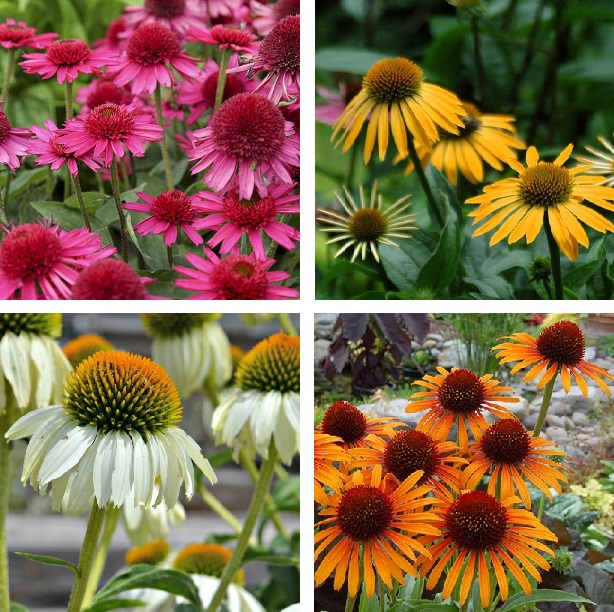Multi Color Coneflower Seeds Echinacea Purpurea 50pcs Pack Greenseedgarden,What Is Fondant Used For