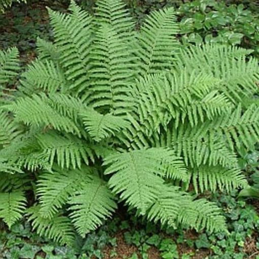 Multi-Varieties Fern Seeds, 100pcs/pack – GreenSeedGarden