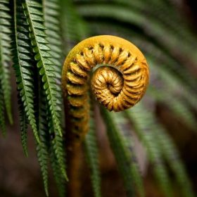 Multi-Varieties Fern Seeds, 100pcs/pack – GreenSeedGarden