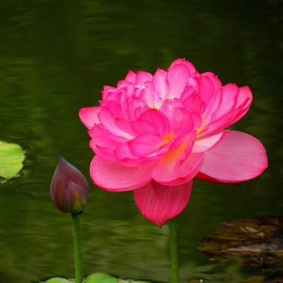 10 Ms Bury Bonsai Lotus Seeds Bowl Nelumbo Nucifera Pond Flower Water Plant