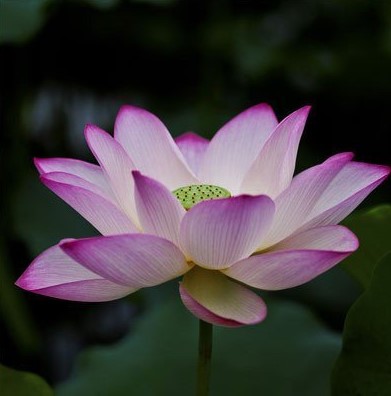 LOSS PROMOTION SALE 10 seeds/pack Bowl of lotus seed 24 kinds hydroponics plants seeds easy to plant water lily seeds