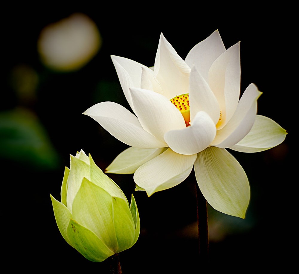 40 X Lotus Flower LotusS Seeds Plantes Aquatiques Bol Lotus Water Lily Graines