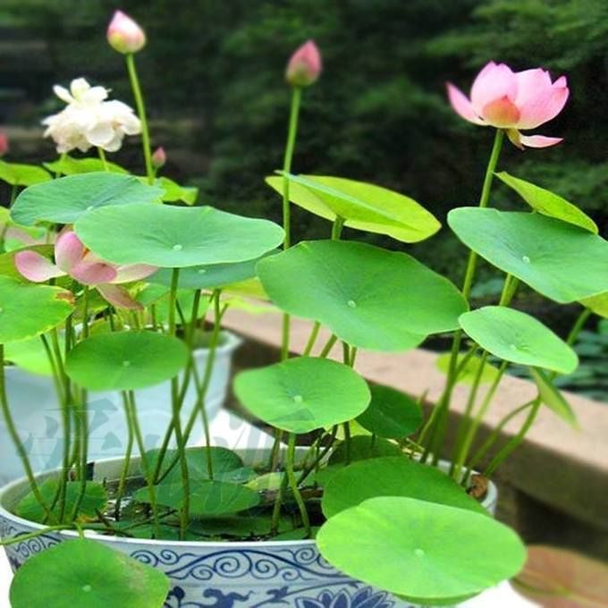 10 Ms Bury Bonsai Lotus Seeds Bowl Nelumbo Nucifera Pond Flower Water Plant