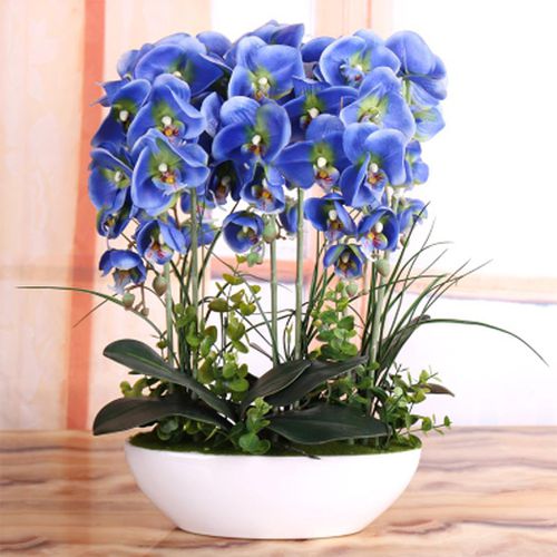 Phalaenopsis Mix-Color Flower Bonsai Plant Butterfly Orchid Seeds AD 