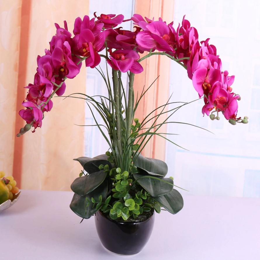 100 PCS Seeds Phalaenopsis Butterfly Orchid Plants Flowers Bonsai Free Shipping