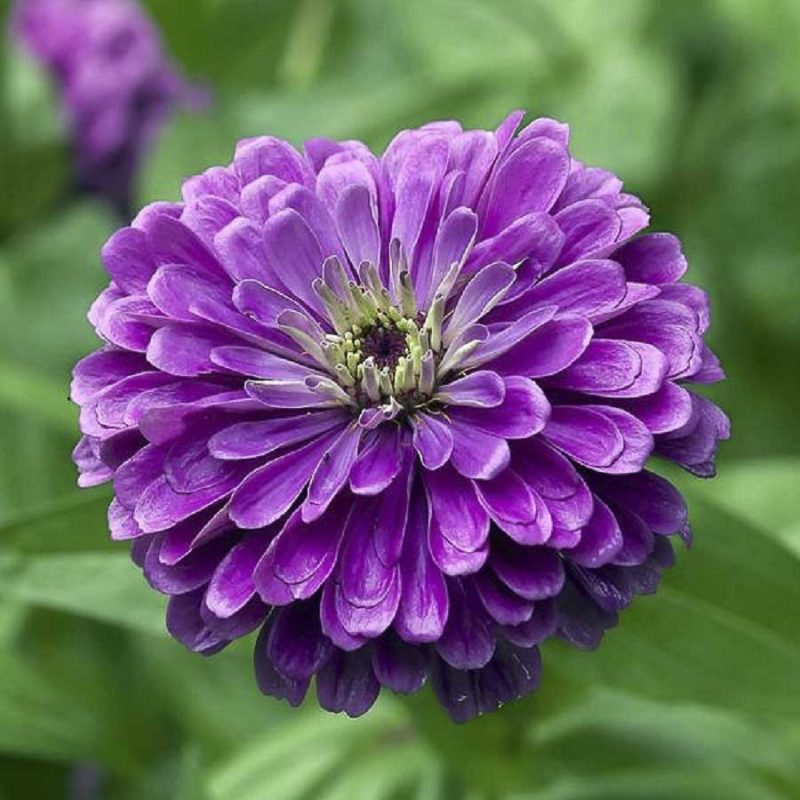 Multi Color Zinnia Seeds 100pcs Pack Greenseedgarden