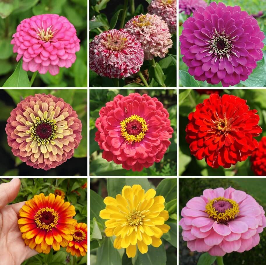 ZINNIA Mix Color Flower Garden 25 Fresh Seeds Free Shipping in USA 