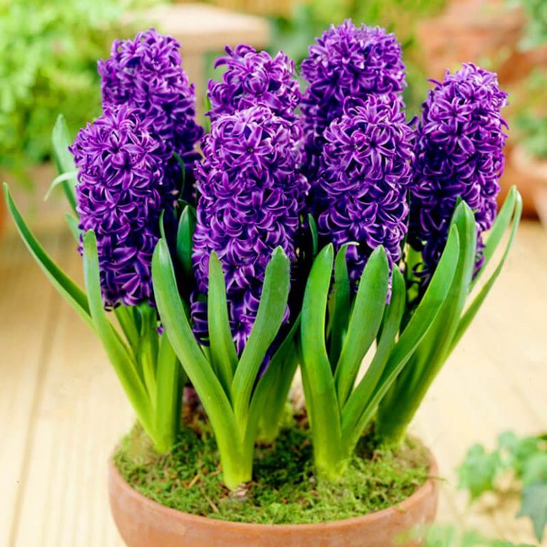 Multi Color Hyacinth Flower Seeds, 100pcs/pack GreenSeedGarden