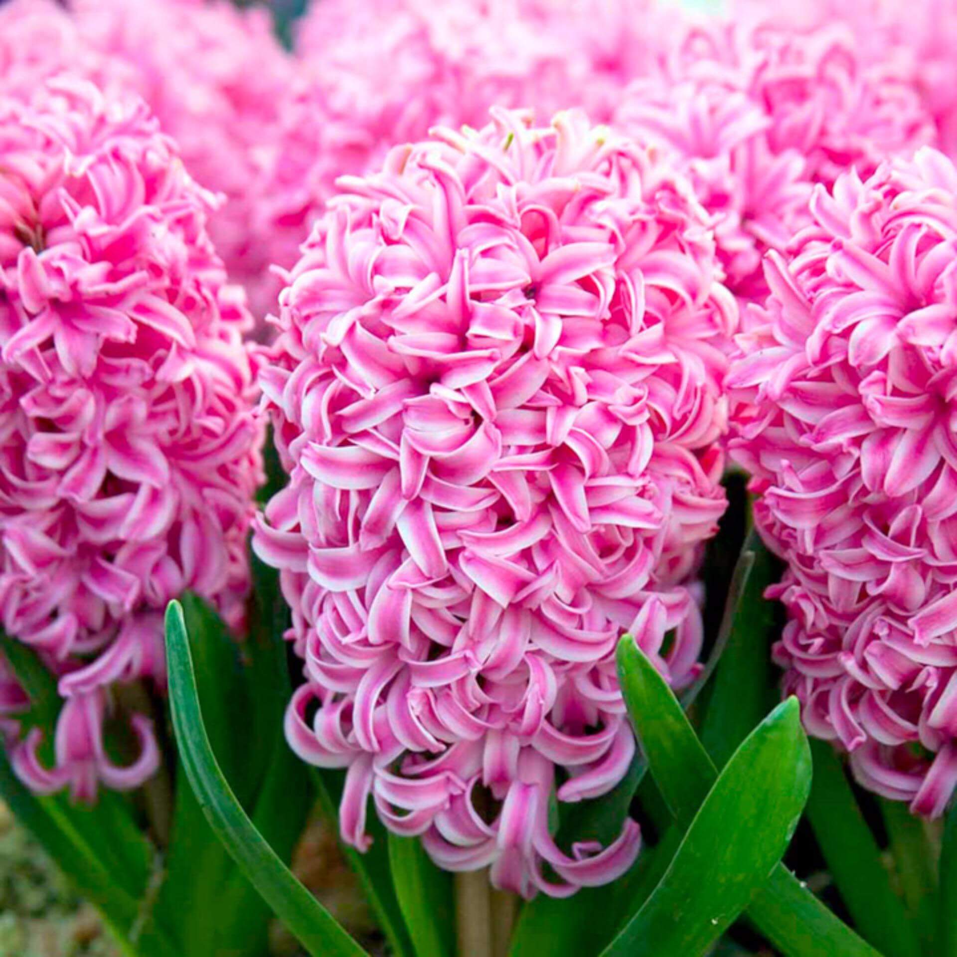 pink-hyacinth-free-stock-photo-public-domain-pictures