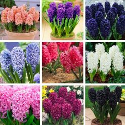 300Pc Hyacinth Seeds Easy To Grow Mixed Color Flower Seeds For Home Garden ~ 