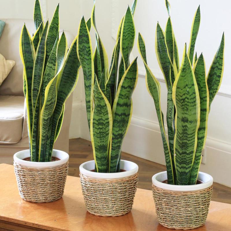 100pcs Snake Plant Seeds, Sansevieria trifasciata plants ...