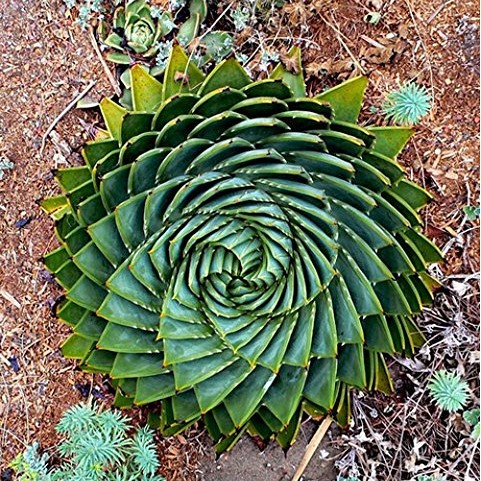 Mix Succulents seed Aloe polyphylla Rotation Aloe Vera Queen Plant Seeds NEW 