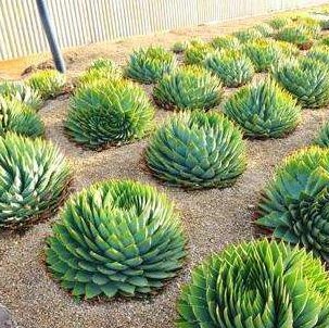 Suculentas De Jardín C-LARSS 100 Piezas De Semillas De Aloe Polyphylla Hogar Jardín Horticultura Oficina