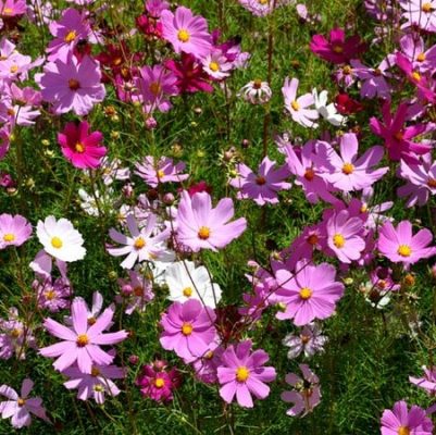 Mixed Cosmos Bipinnatus Seeds, 100pcs/pack – GreenSeedGarden