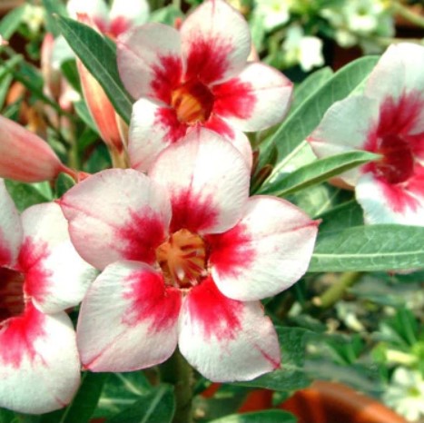 Adenium Obesum Flower & Desert Rose Seeds - heyouseeds – HeYou Seeds