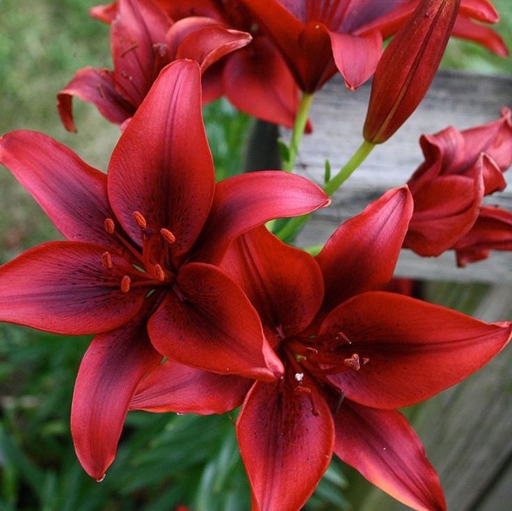 rare-multi-color-lily-flower-seeds-100pcs-pack-greenseedgarden