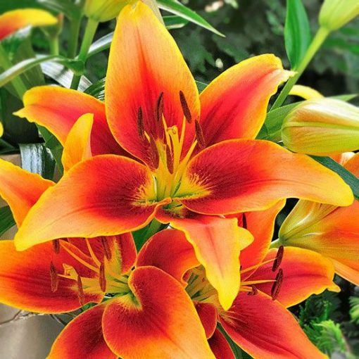 Rare Multi-Color Lily Flower Seeds 100pcs/pack – GreenSeedGarden