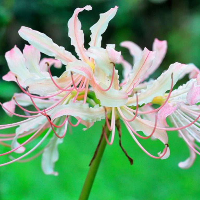 1PCS Bulb Lycoris Radiata Bulb, Spider Lily Bulb, MultiColor Options