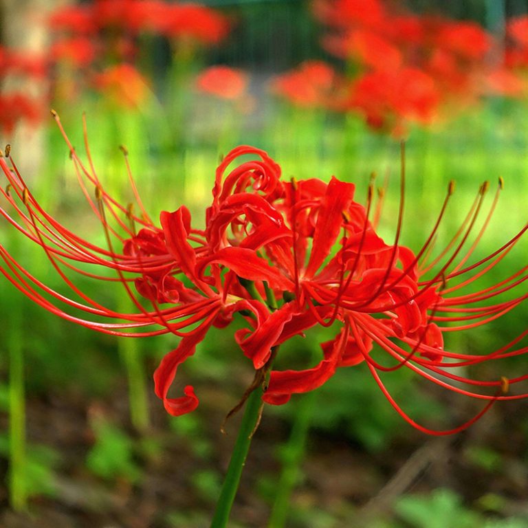 Spider Lily Seeds, Lycoris Radiata, 100pcs/pack – GreenSeedGarden