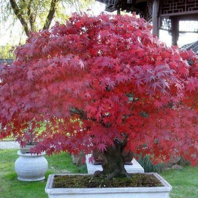 Hybrid Trident Maple Seeds 40pcs/pack – GreenSeedGarden