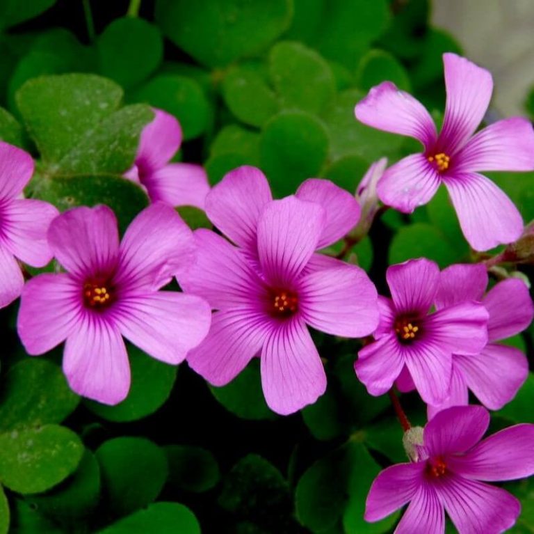 Purple Oxalis Seeds, Beautiful Natural Flower, 100pcs/pack ...