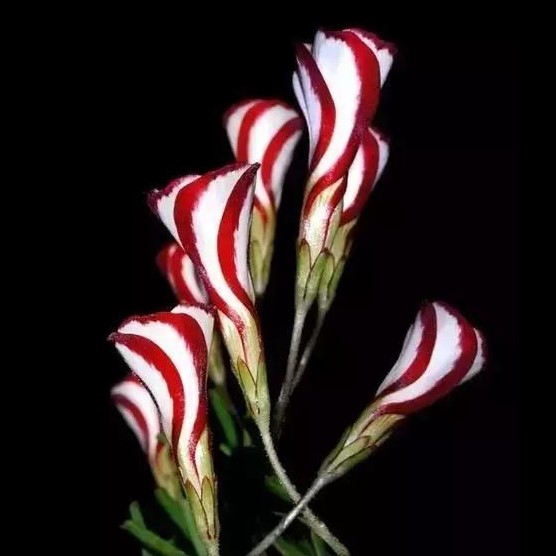 100Pcs Oxalis Versicolor Flowers Seeds Rare Flowers Home & For Garden Plant R8E6 
