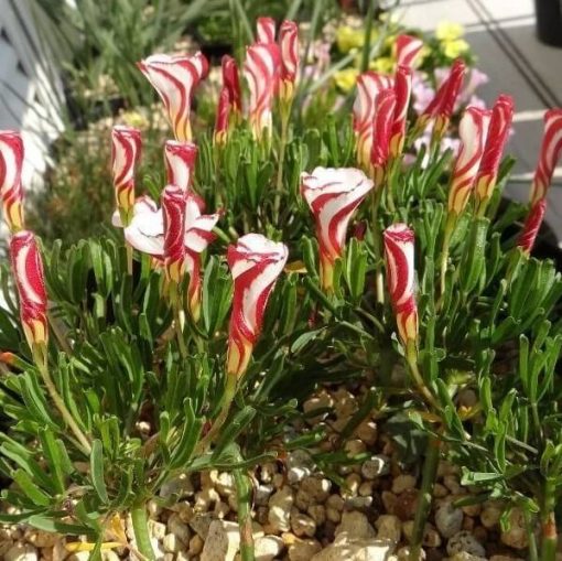 Oxalis Versicolor Seeds, Candy Cane Sorrel, 100pcs/pack GreenSeedGarden