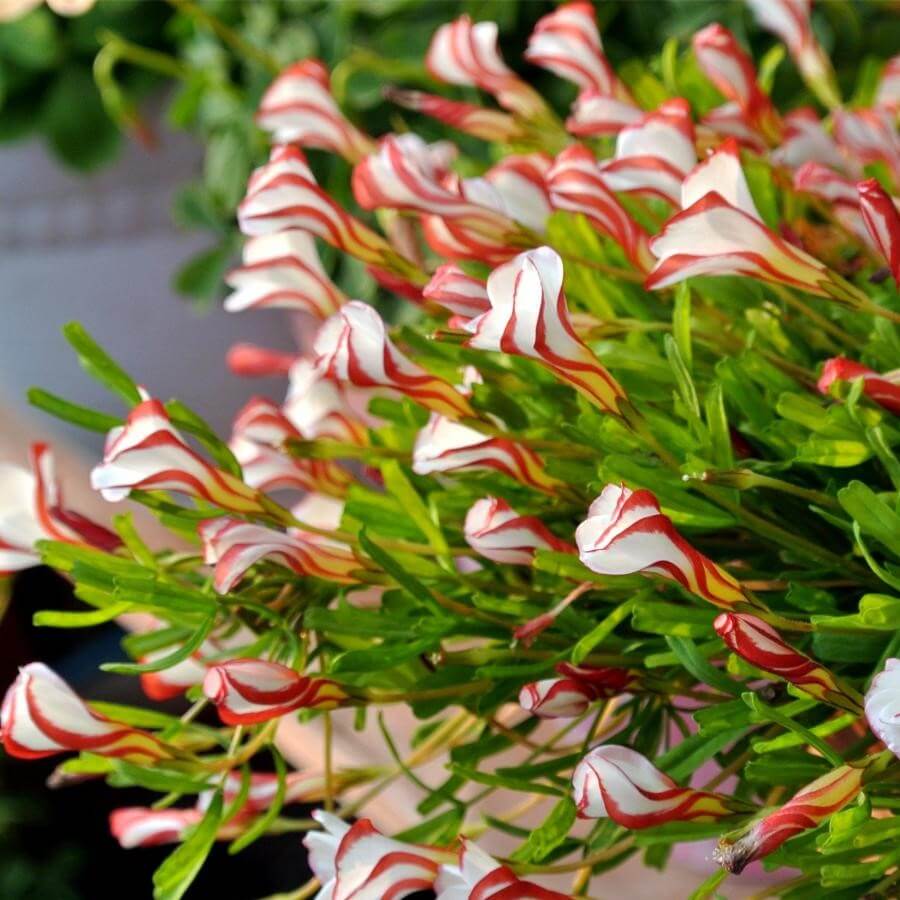 100 Pcs Oxalis Seed Versicolor Beautiful Flowering Plants