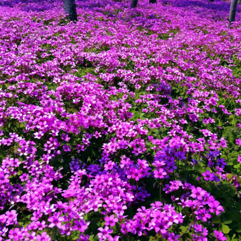 Purple Oxalis Seeds, Beautiful Natural Flower, 100pcs/pack ...