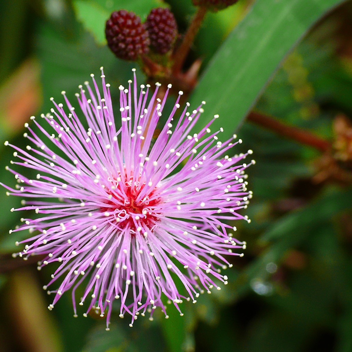 50 PCS Seeds Mimosa Bonsai Sensitive Splendid Flowers Plants Free Shipping NEW C 
