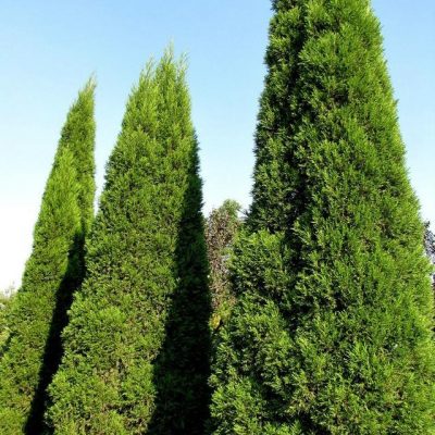 Thuja Cypress Trees Seeds, 50pcs/pack – GreenSeedGarden