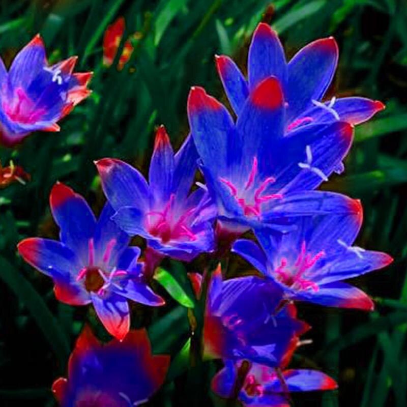 Zephyranthes Perennial Impressive Candida Bulbs Royal Blue Flower Bonsai Plants