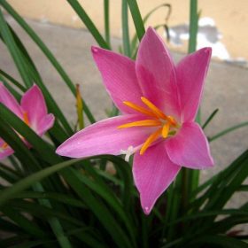 Zephyranthes Candida Bulbs, 1 Bulb/pack – GreenSeedGarden