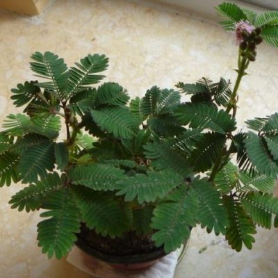 Shy Plant, Mimosa Pudica, Sensitive Bonsai Plant 50pcs /pack ...