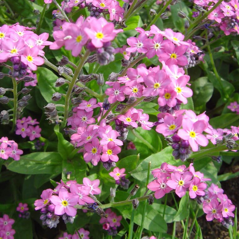 Me Not Seeds, Myosotis Sylvatica, 50pcs/pack GreenSeedGarden