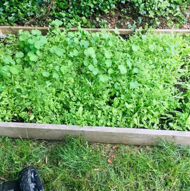 GreenSeedGarden